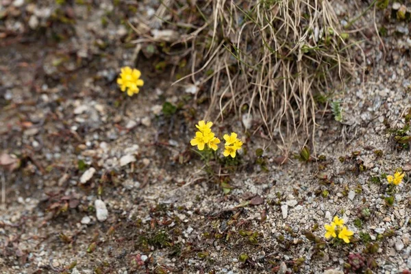 Gele whitlow-grass plant (Draba aizoides) — Stockfoto