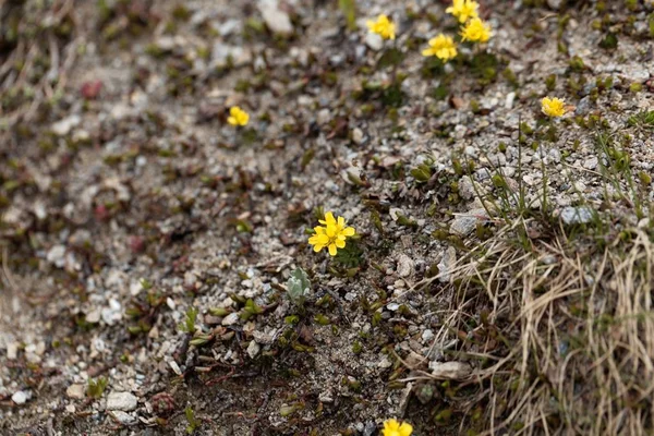 노란 휘트로우 풀 식물 (드라바 아지9이드) — 스톡 사진