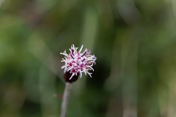 Carpathian Catsfood blossom (Antennaria carpatica) — Stock Photo, Image