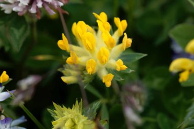 Bir alp ortak kidneyvetch Çiçekler (Anthyllis vulneraria supsp. alpestris)