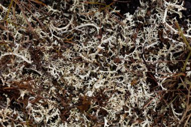 Çok yıllık liken Alectoria ochroleuca