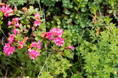 Çiçekli bir alpenrose (Rhododendron ferrugineum) çalı