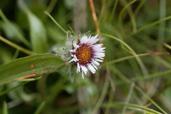 Bir çiçek pire çiçeği (Erigeron uniflorus) — Stok fotoğraf