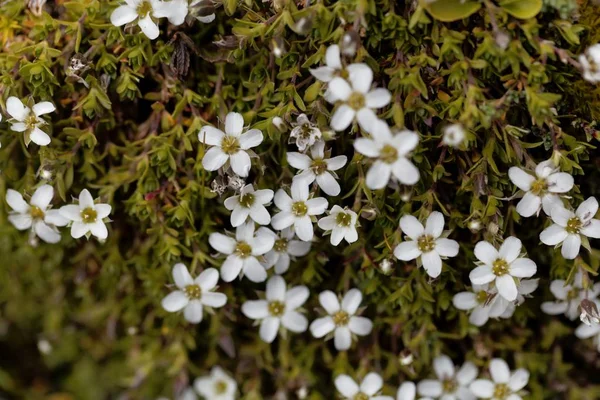 Flowers of the sandwort Minuartia rupestris — Stock Photo, Image