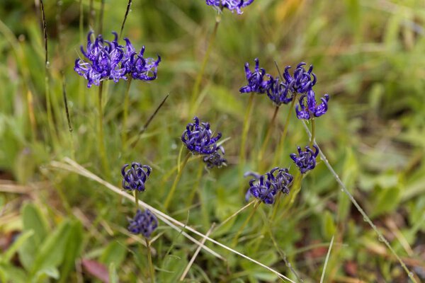 Flowers of the rampion Phyteuma hemisphaericu