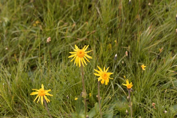 Flores de la perdición del lobo (Arnica montana ) — Foto de Stock