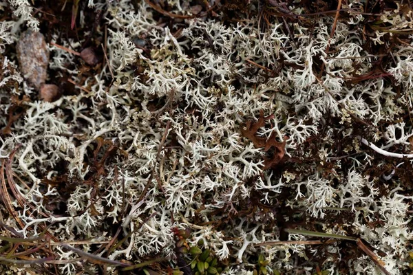 El liquen perenne Alectoria ochroleuca — Foto de Stock