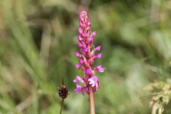 Rané purpurová orchidej (Orchis mascula) — Stock fotografie