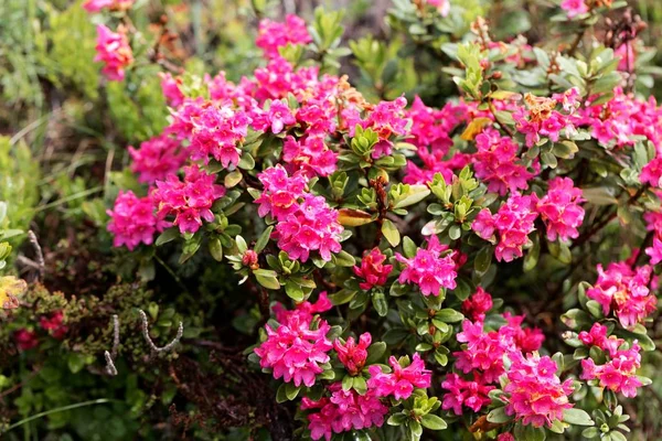 An alpenrose (Rhododendron ferrugineum) bush with flowers — Stock Photo, Image