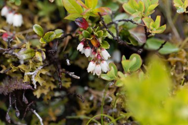 Bir alp bataklık böğürtlen çiçekleri (Vaccinium gaultherioides)