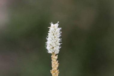 Alp Bistort (Persicara vivpara) çiçeği