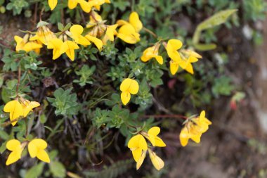 Kuş ayağı nın çiçekleri (Lotus alpinus)