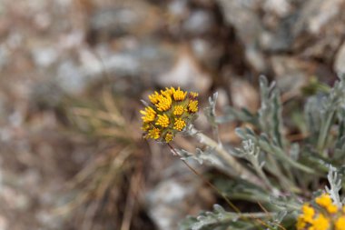 Beyaz bir genepi çiçeği (Artemisia umbelliformis)