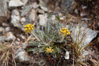 Beyaz bir genepi çiçeği (Artemisia umbelliformis)