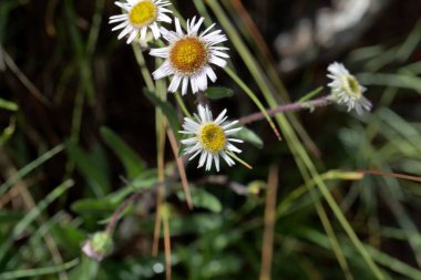 Alp Pire (Erigeron alpinus)