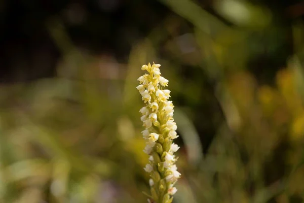 Kwiat małej białej orchidei (Pseudorchis albida) — Zdjęcie stockowe