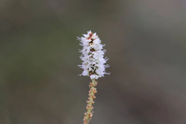 Alpine Bistort (Persicara vivpara) flower — Stock Photo, Image