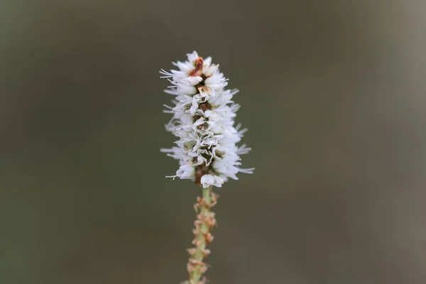 アルパインビストルト(ペルシカラ・ヴィパラ)の花 — ストック写真