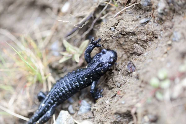 Альпийская саламандра (Salamandra atra ) — стоковое фото