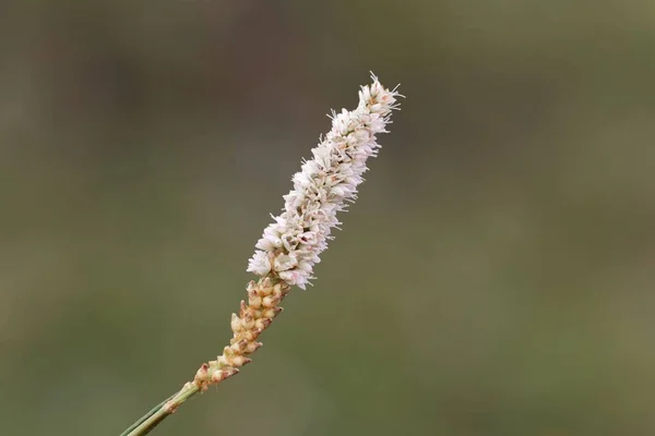 Alpine Bistort (Persicara vivpara) blomst - Stock-foto