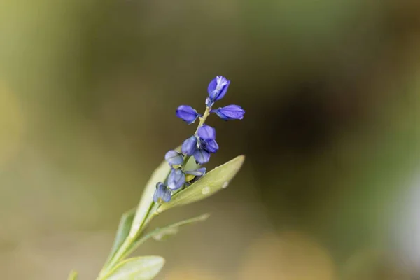 Blomma av alpint Milkwort (Polygala alpestris) — Stockfoto