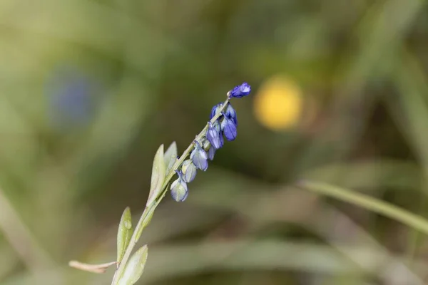Flor del Milkwort alpino (Polygala alpestris ) —  Fotos de Stock