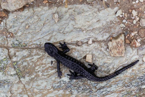 Alpen salamander (Salamandra atra) — Stockfoto