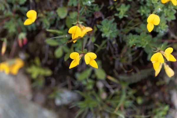 Kwiaty ptaka-stopa Trefoil (Lotus Alpinus) — Zdjęcie stockowe