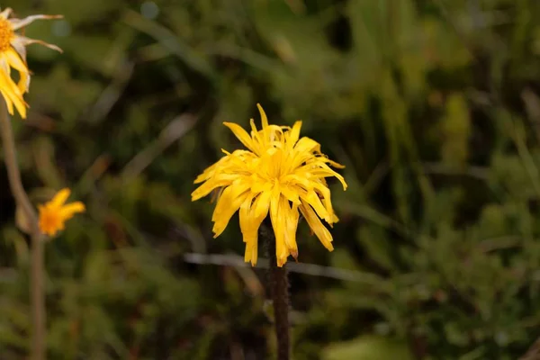Flor de un Hypochaeris uniflora — Foto de Stock