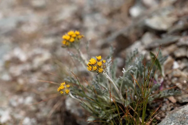 Цветок белого генепи (Artemisia umbelliformis ) — стоковое фото