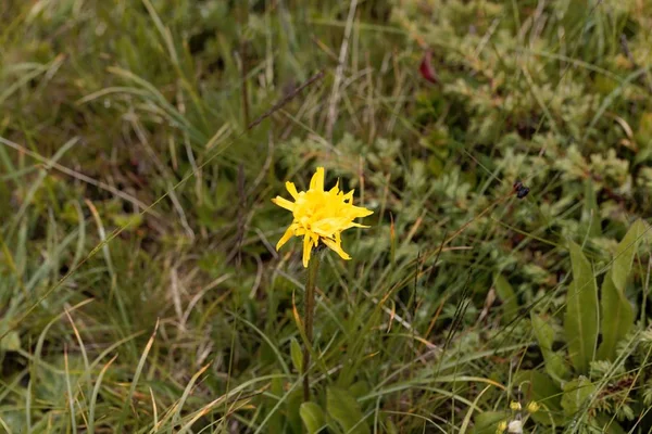 Bloem van een Hypochaeris uniflora — Stockfoto