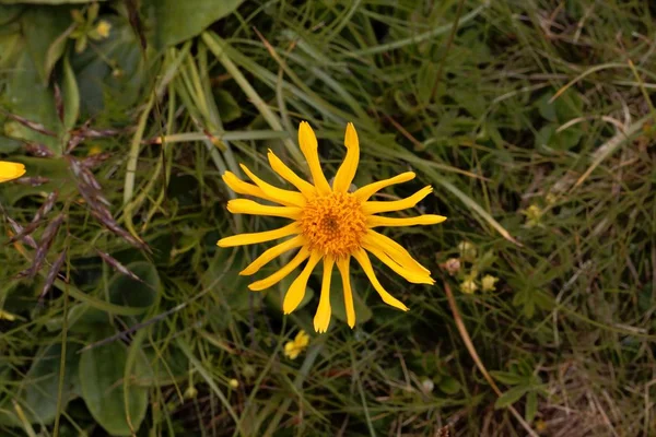 Květy vlčího zhouba (Arnica montana) — Stock fotografie