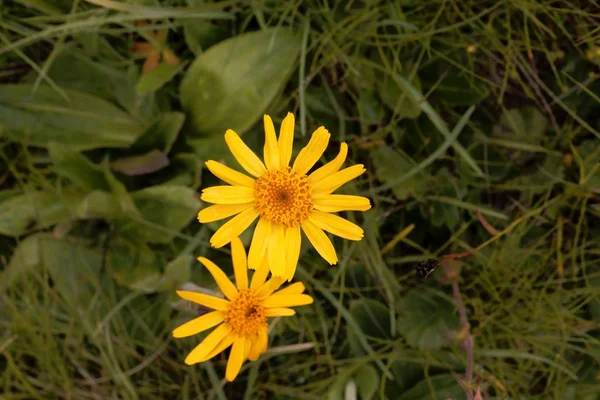Flores de bane de lobo (Arnica montana ) — Fotografia de Stock