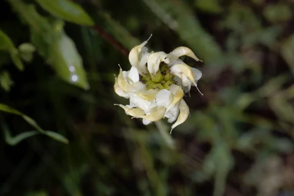 Fleur de la plante parasite Pedicularis tuberosa — Photo