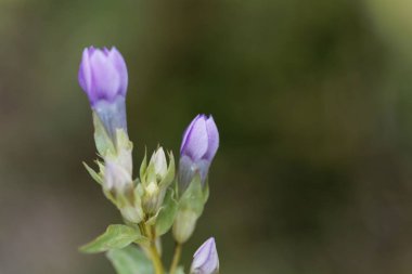 Tarla gentian (Gentianella campestris)