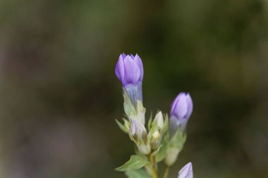 Tarla gentian (Gentianella campestris)