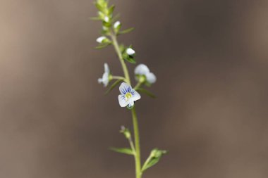 Kekik speedwell (Veronica serpyllifolia bıraktı)