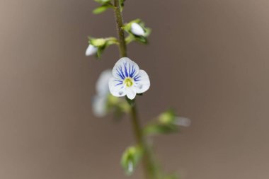 Kekik speedwell (Veronica serpyllifolia bıraktı)