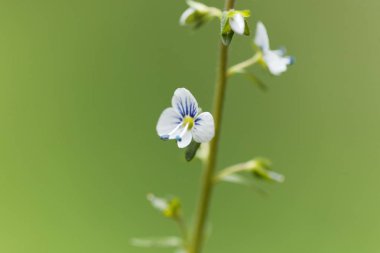Kekik speedwell (Veronica serpyllifolia bıraktı)