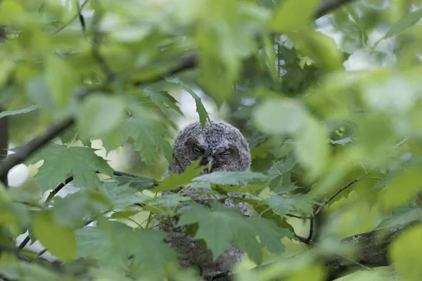 El lechuza joven (Strix aluco) escondido en las hojas del árbol. Un búho joven (Strix aluco) escondido en hojas verdes de un árbol . —  Fotos de Stock