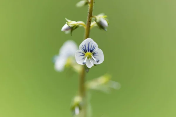 Тимьян скороспелый (Veronica serpyfolia folia) ) — стоковое фото