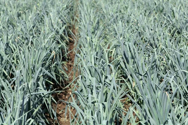 Leek plants on a field before harvest. — Stock Photo, Image