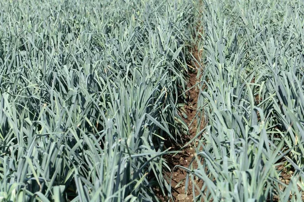 Leek plants on a field before harvest. — Stock Photo, Image