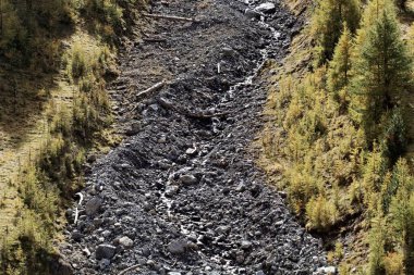 Alpler'deki karaçam ormanları