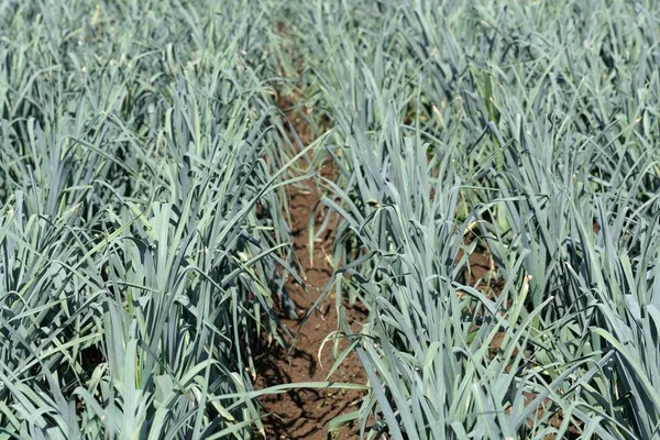 Leek plants on a field before harvest. — Stock Photo, Image