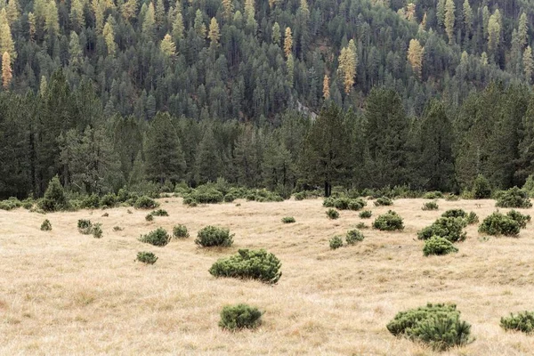 Jesienna łąka w Alpach karłowatych sosen górskich — Zdjęcie stockowe