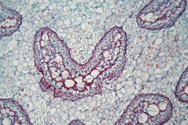 Caule de samambaia sob o microscópio — Fotografia de Stock