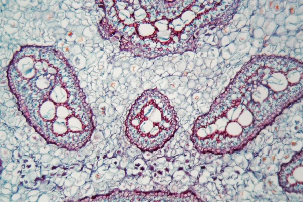 Tiges de fougère au microscope — Photo