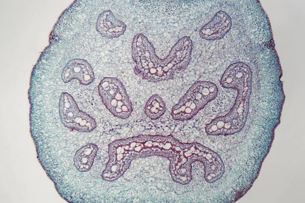 현미경의 밑에 고사리 줄기 — 스톡 사진