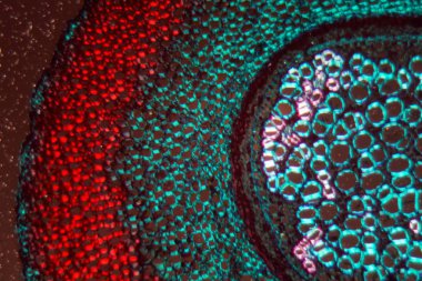 Mikroskop altında ve polarize ışıkta eğrelti otu kökü.